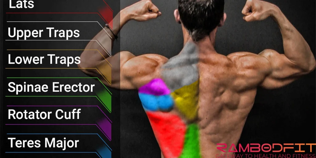 sets for the back to grow per week