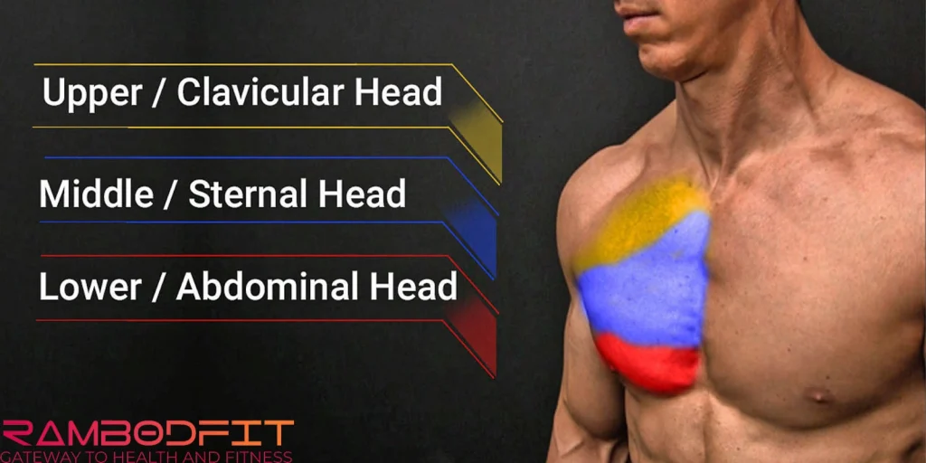 sets for the chest to grow per week/anatomy