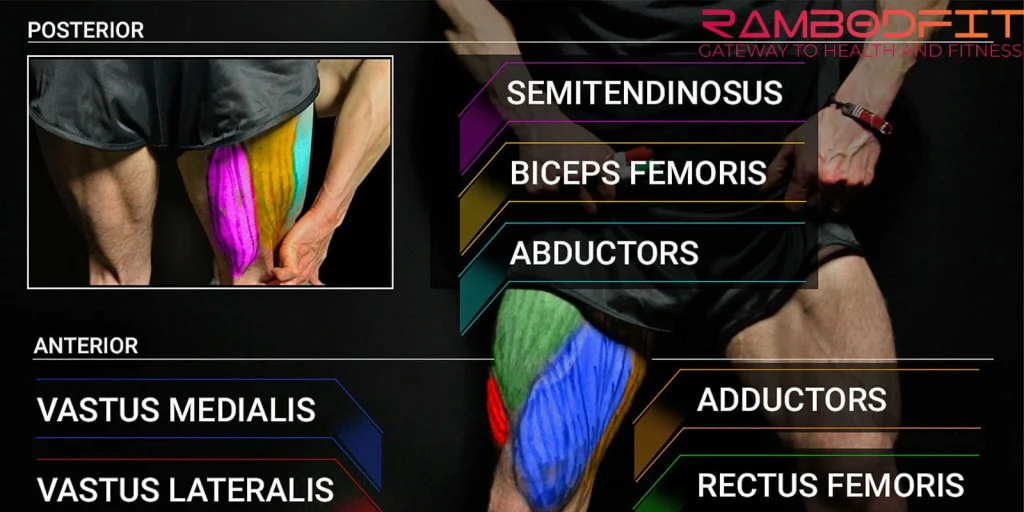 sets for the leg to grow per week/anatomy