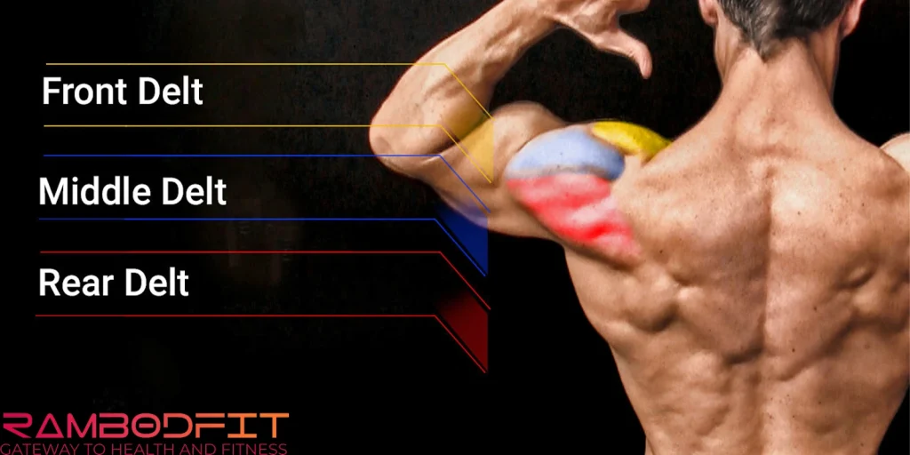 Workouts For Shoulder Growth/anatomy