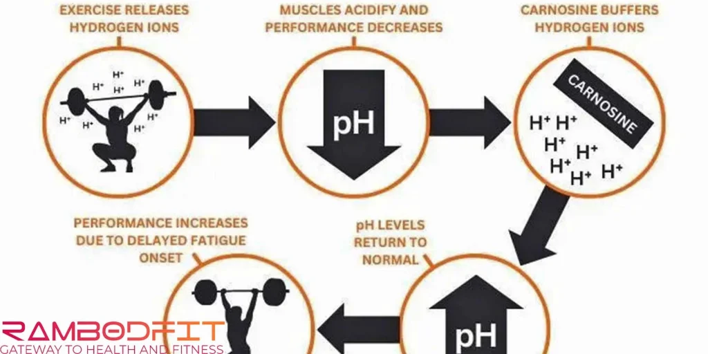 Sustainable Power With Beta-alanine/mechanism