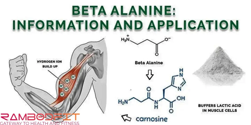 Sustainable Power With Beta-alanine