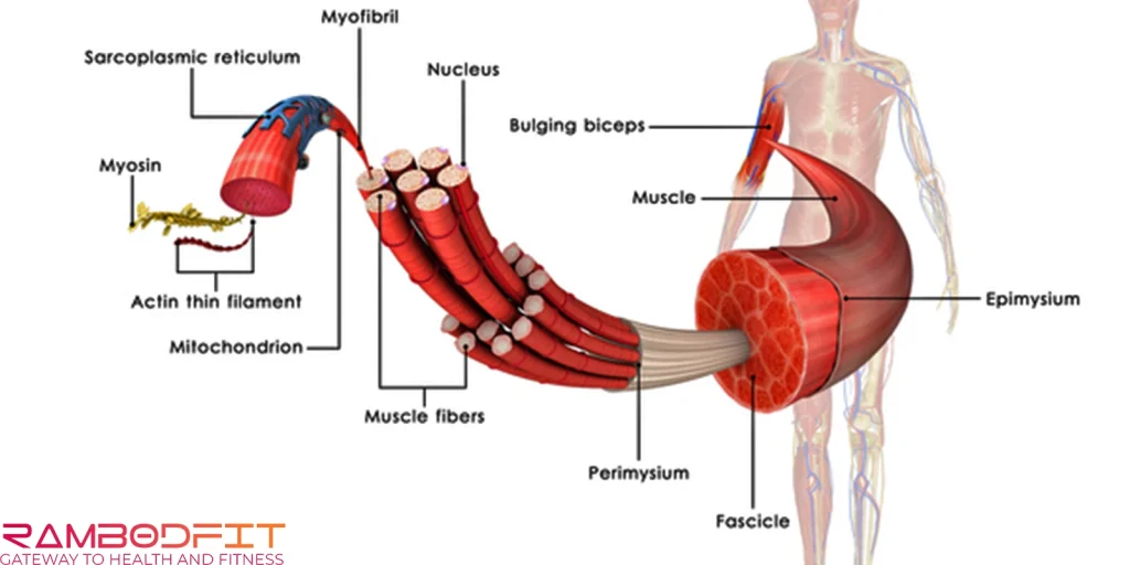 Structure Of Muscle Tissue