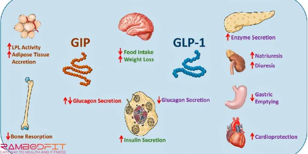 GLP-1 and GIP Benefits