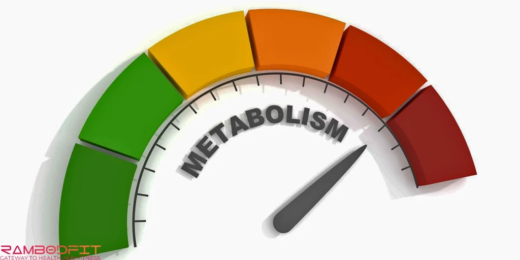 Increase Metabolism with Protein