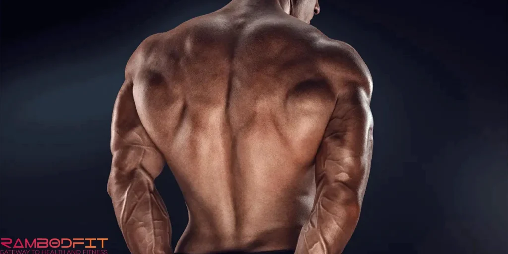 Build Muscle Without Eating Meat/back muscle