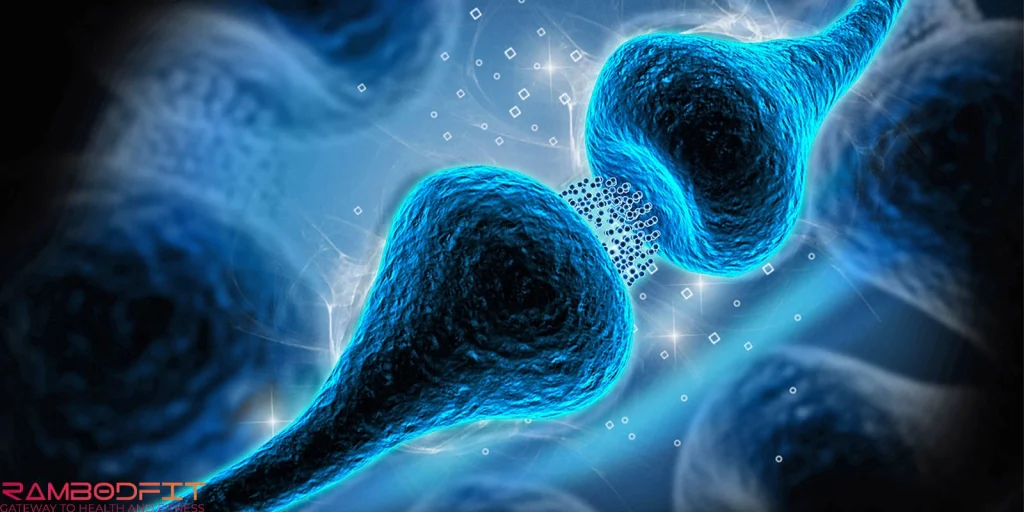 Serotonin for Fat Loss/neuron 