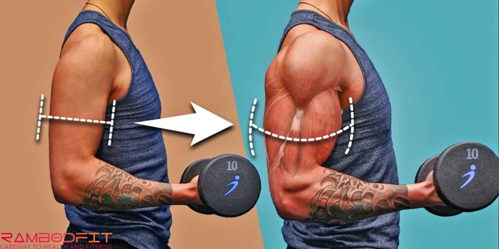 Rapid Muscle Growth Strategies/biceps