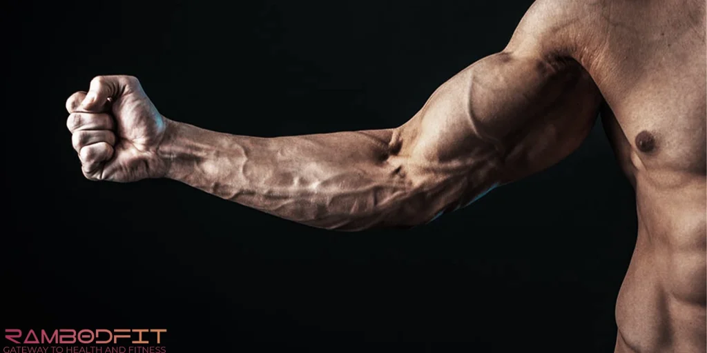 Forearm Muscle Growth Guide/veins